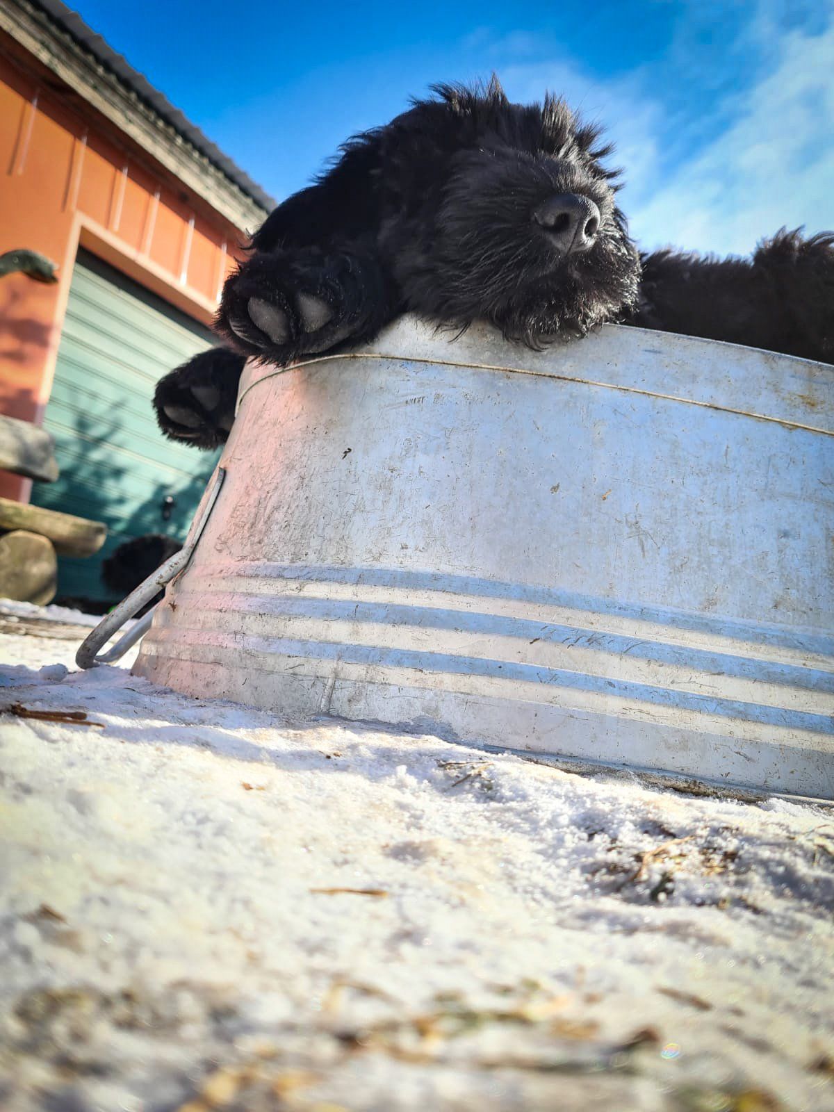 Bentley vom Dambecker See Bentley vom Dambecker See