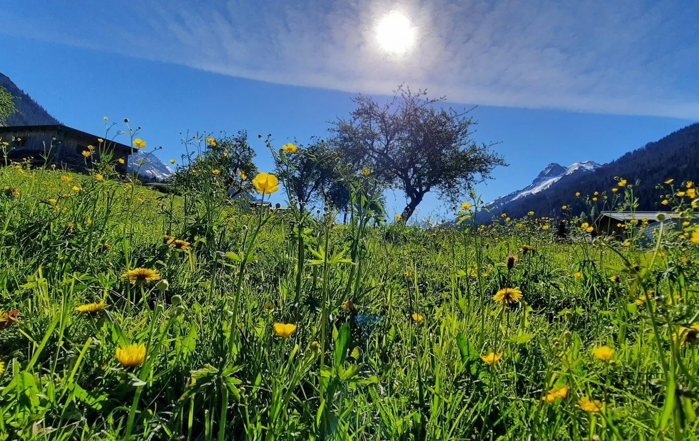 Sonnenschein und Blumenwiese in Wald am Arlberg