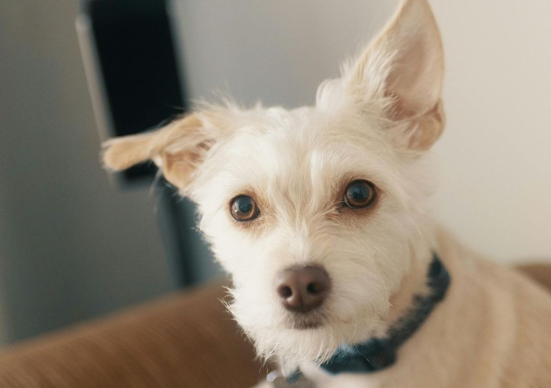 Hund Ohr