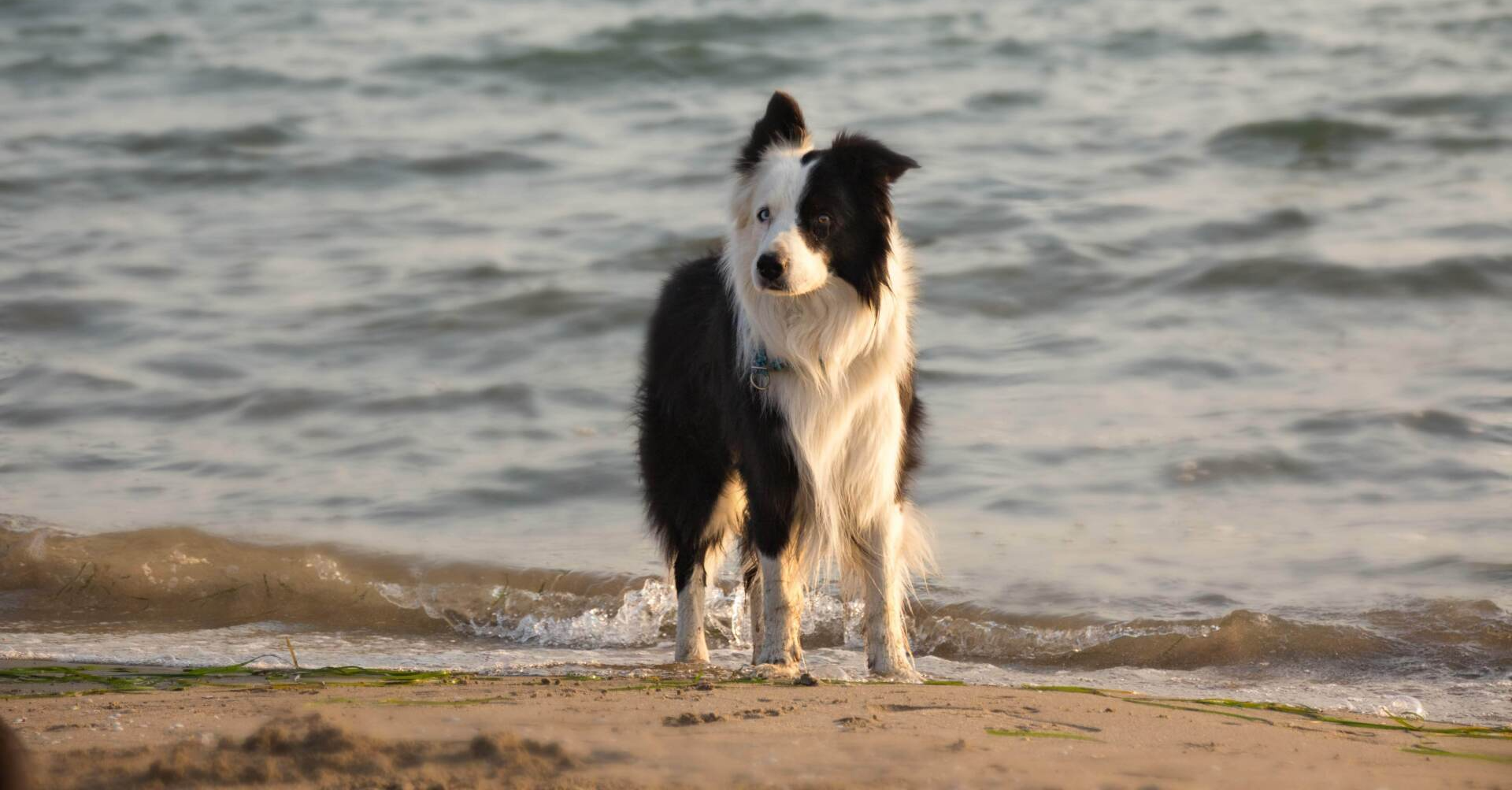 Hund
