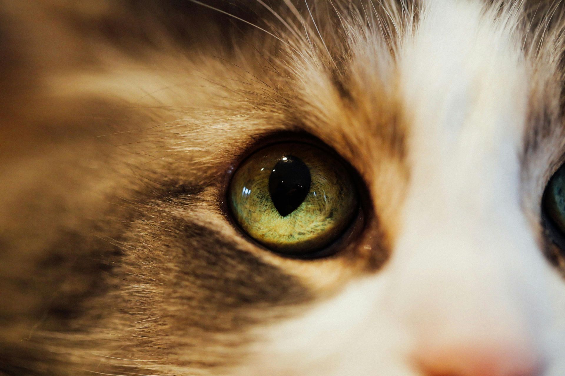 Katze Auge