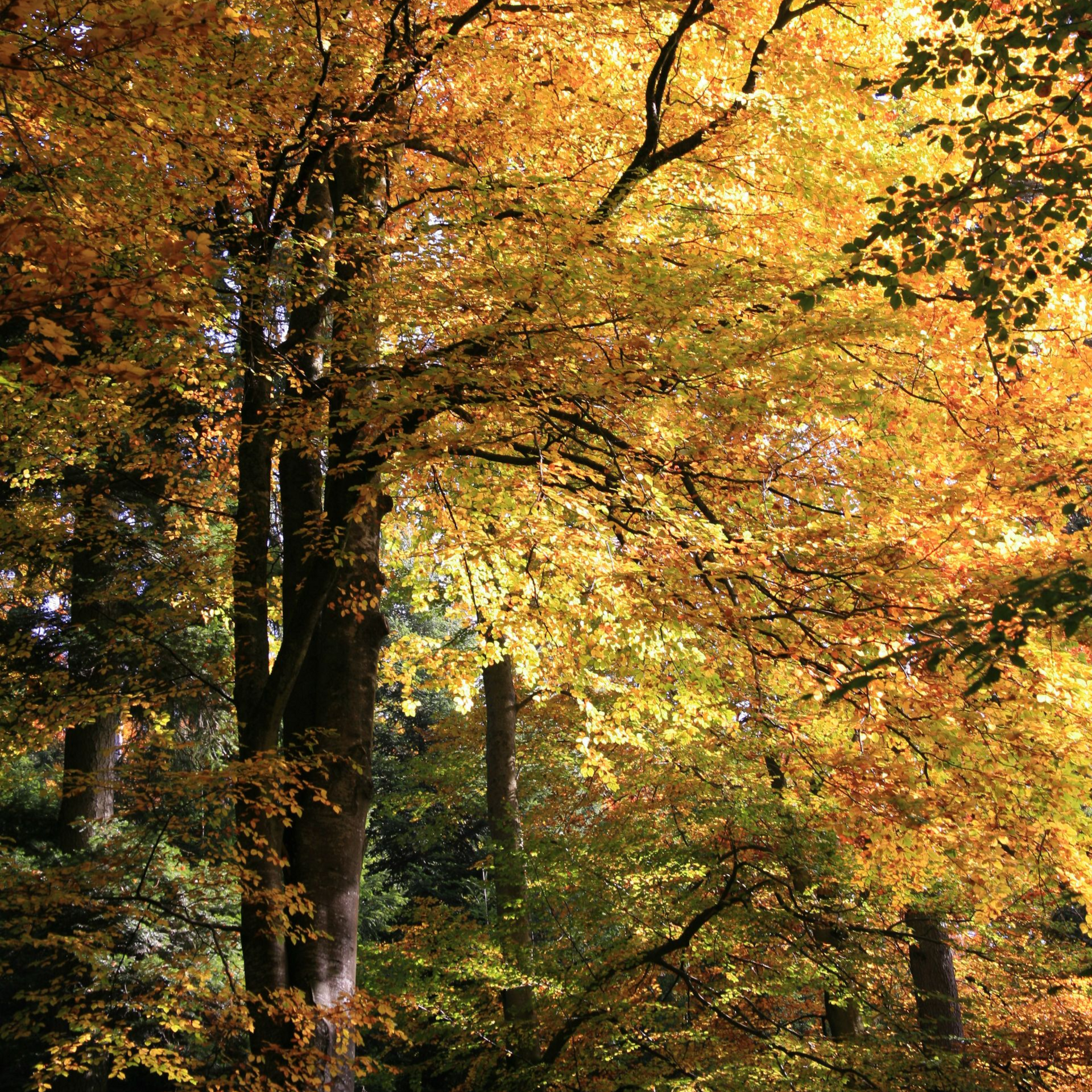 Herbstlicher Baum
