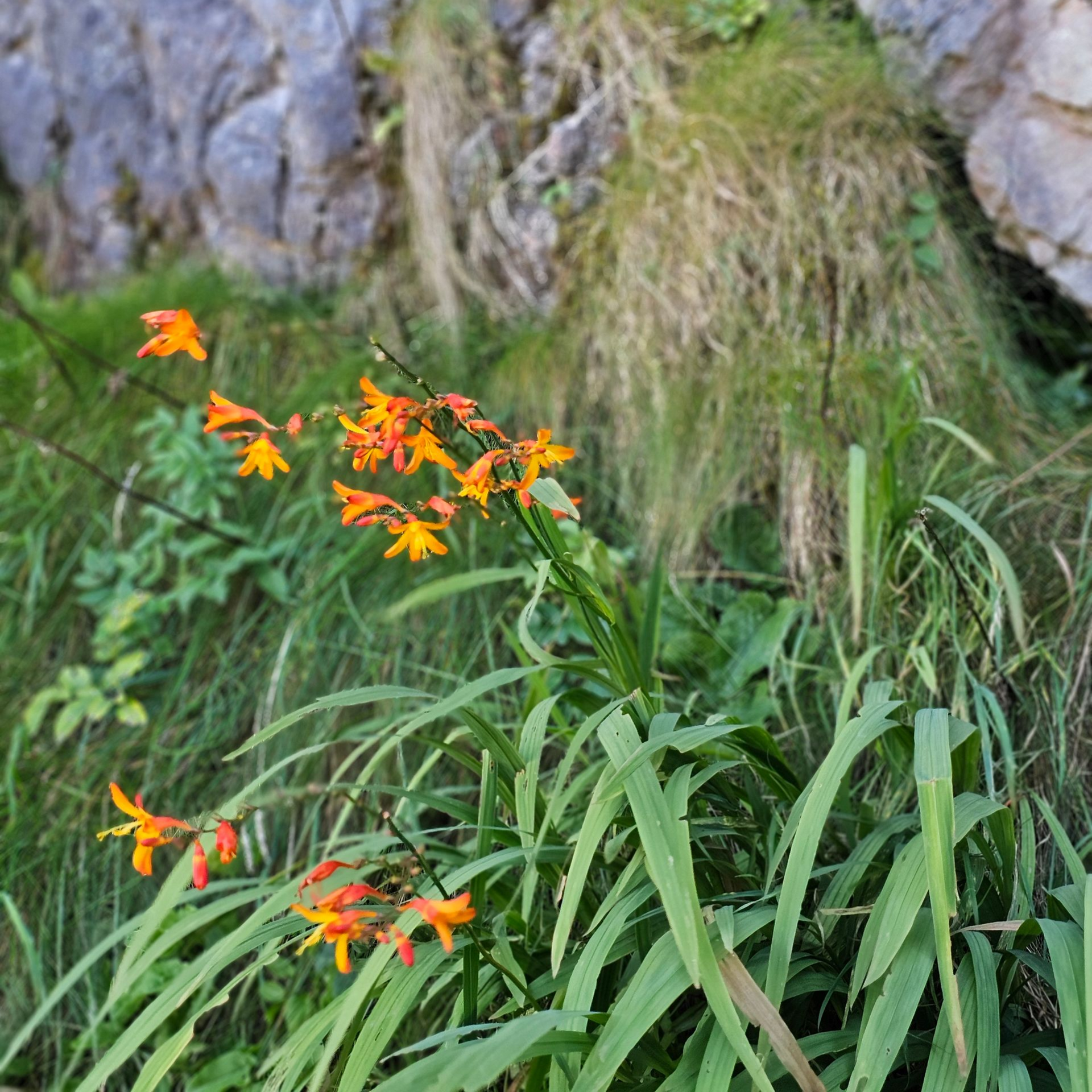 Orangene Blumen