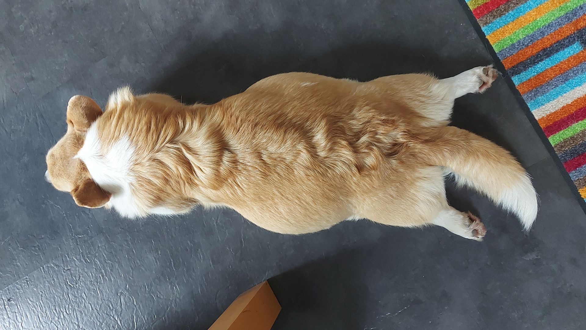 Corgiwelpen vom Züchter Corgiwelpen vom Züchter