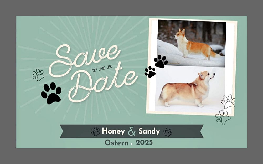 Corgiwelpen vom Züchter Corgiwelpen vom Züchter