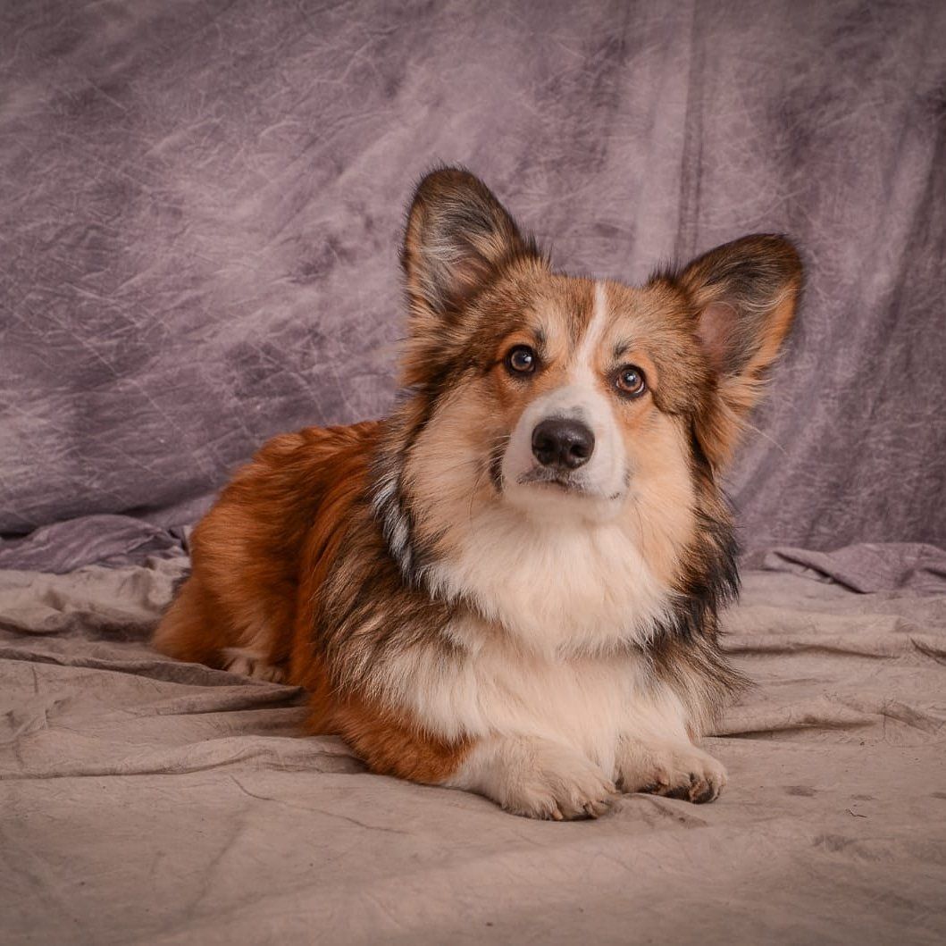 Was aus unseren Welpen geworden ist ... Was aus unseren Welpen geworden ist ...