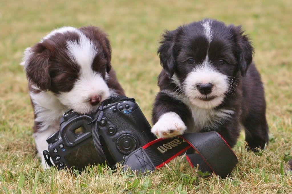 Bearded Collie Welpen