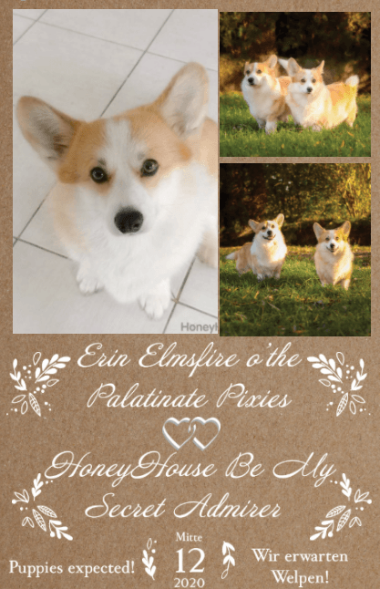 Corgiwelpen vom Züchter Corgiwelpen vom Züchter