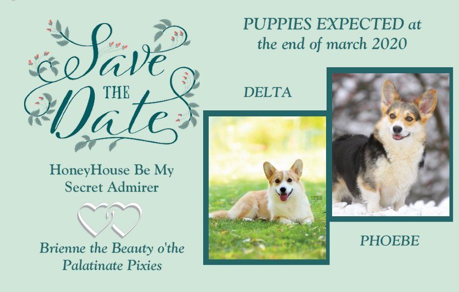 Corgiwelpen vom Züchter Corgiwelpen vom Züchter