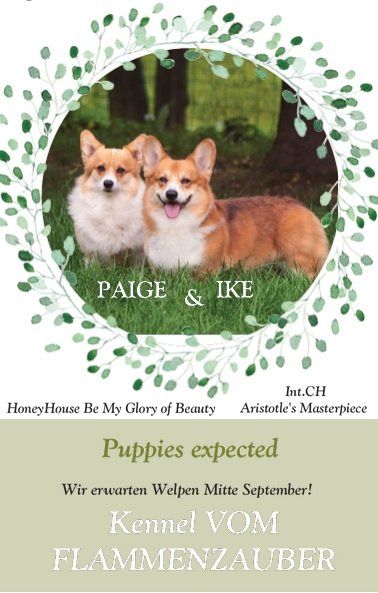 Corgiwelpen vom Züchter Corgiwelpen vom Züchter