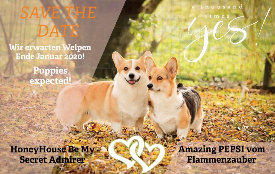 Corgiwelpen vom Züchter Corgiwelpen vom Züchter