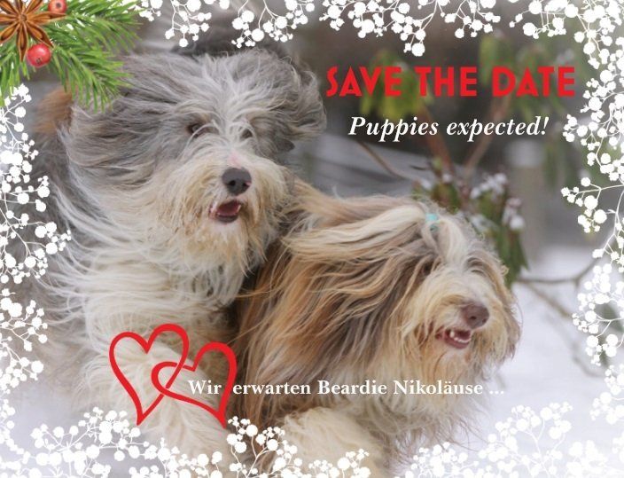 Corgiwelpen vom Züchter Corgiwelpen vom Züchter