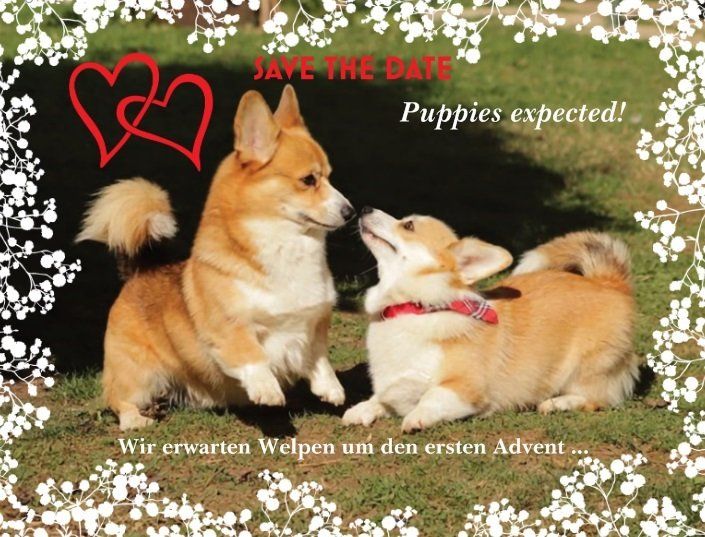 Corgiwelpen vom Züchter Corgiwelpen vom Züchter