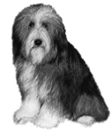 Bearded Collie