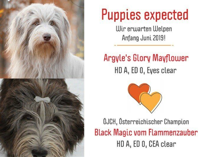 Corgiwelpen vom Züchter Corgiwelpen vom Züchter