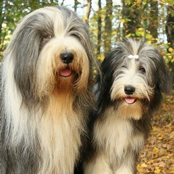 der Beardie in Wort und Bild ... der Beardie in Wort und Bild ...