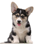 Welsh Corgi Pembroke