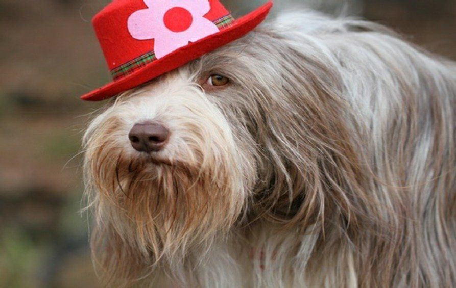 Bearded Collies und Welsh Corgis vom Flammenzauber