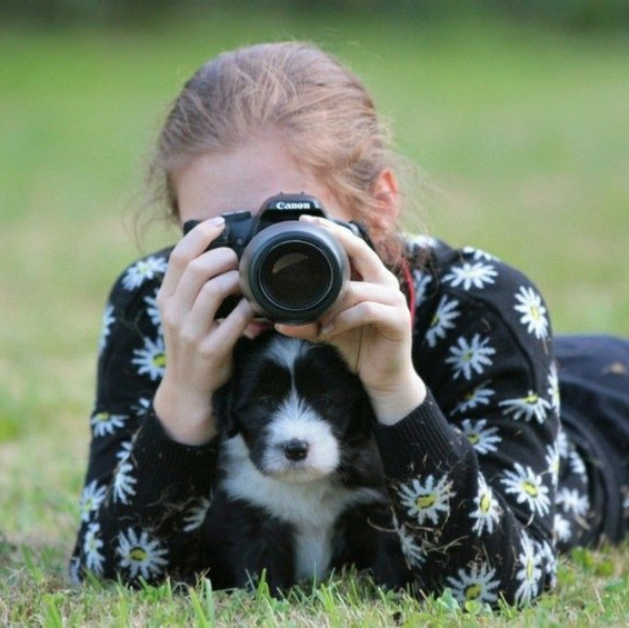 viele Bilder aus unserem Hundealltag Fotos Bearded Collies und Welsh Corgis