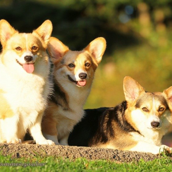 der Corgi in Wort und Bild ... der Corgi in Wort und Bild ...