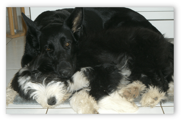 Corgiwelpen vom Züchter Corgiwelpen vom Züchter