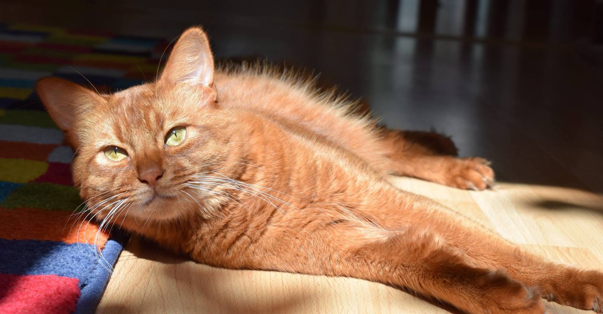 Somali Kater in sorrel