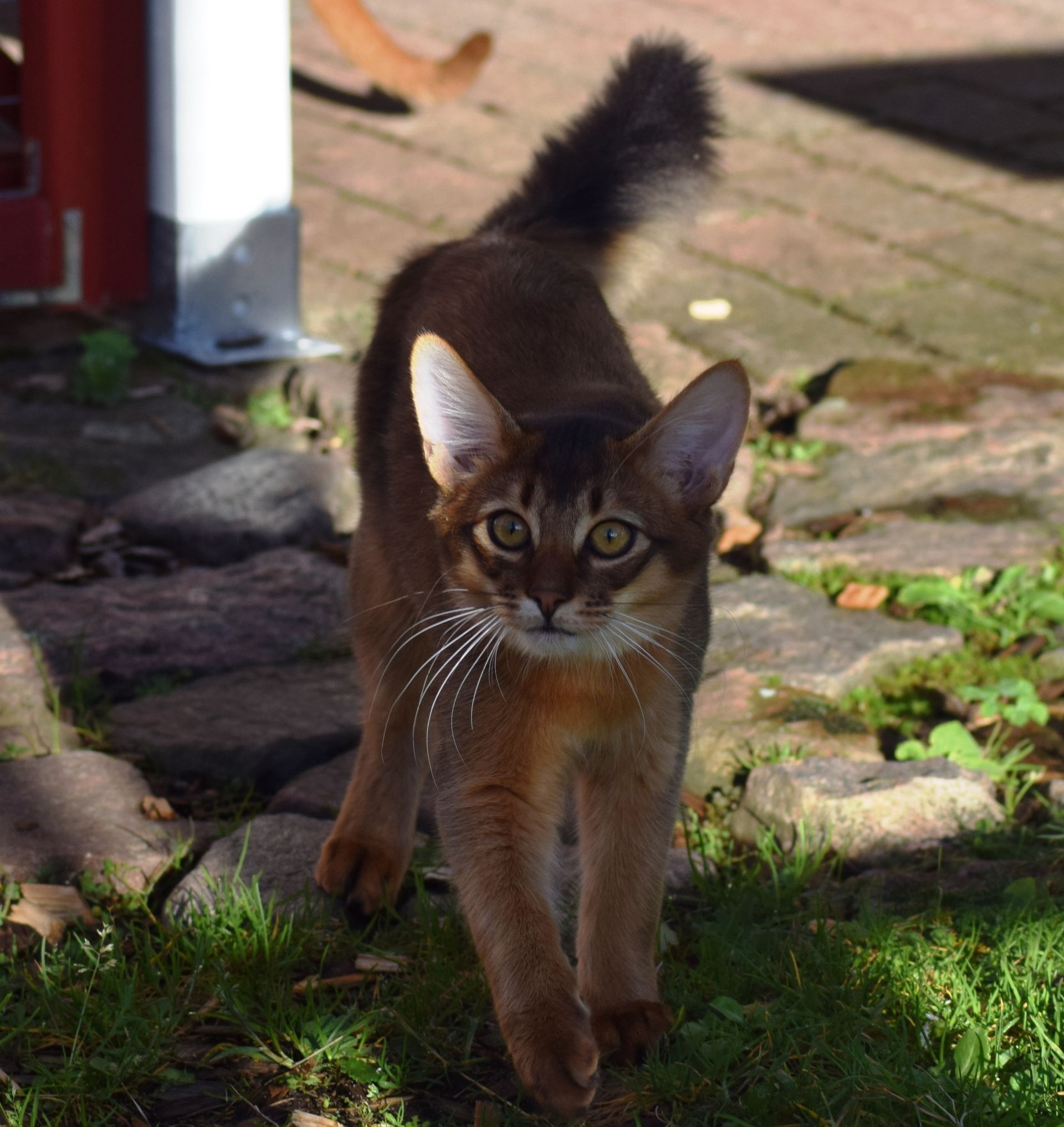 Narcyz , Somali in wildfarben