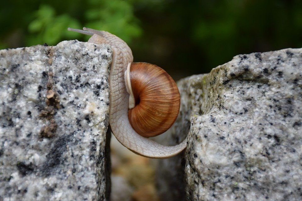 Caracol abriéndose paso entre dos piedras. Superar la adversidad. Confiar. Resiliencia. Poder personal.