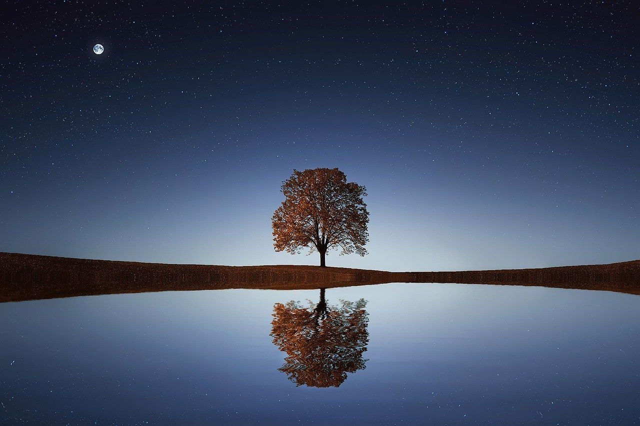 Árbol reflejado en el agua y cielo estrellado. Relajación