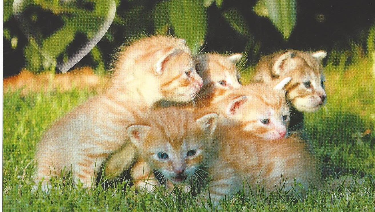 Katzenhilfe Deggendorf