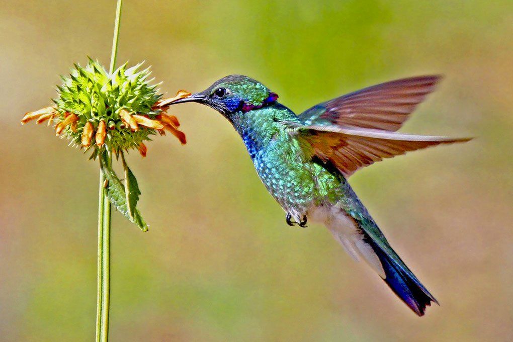 Gîte-des Remparts, location de bungalows à la Désirade, Guadeloupe