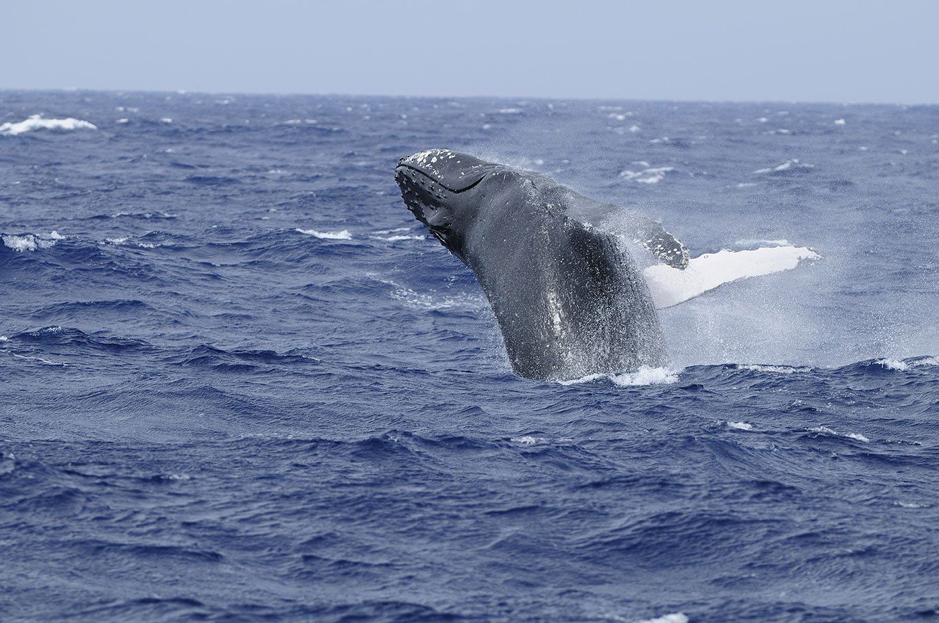 Observation des baleines à l'extrémité Est de La Désirade Gîte-des Remparts, location de bungalows à la Désirade, Guadeloupe