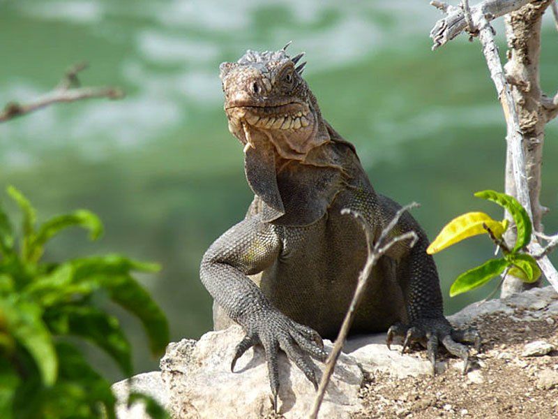 Promenades et randonnées Gîte-des Remparts, location de bungalows à la Désirade, Guadeloupe