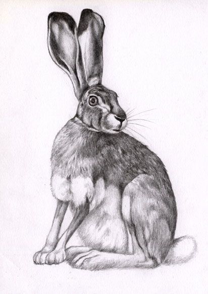 Bleistiftzeichnung: naturalistischer Feldhase in sitzender Position