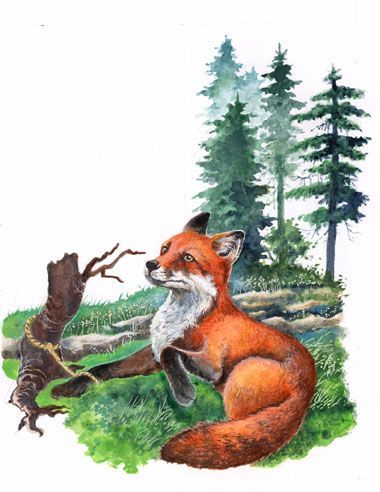 Illustration: ein Fuchs ist gefangen - seine Pfote steckt in einer Seilschlinge. Naturalistische Gouache-Malerei.