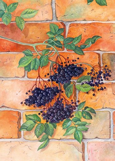 Illustration: schwarze Holunderbeeren am Zweig vor rotem Mauerwerk, Gouache-/ Aquarellmalerei.
