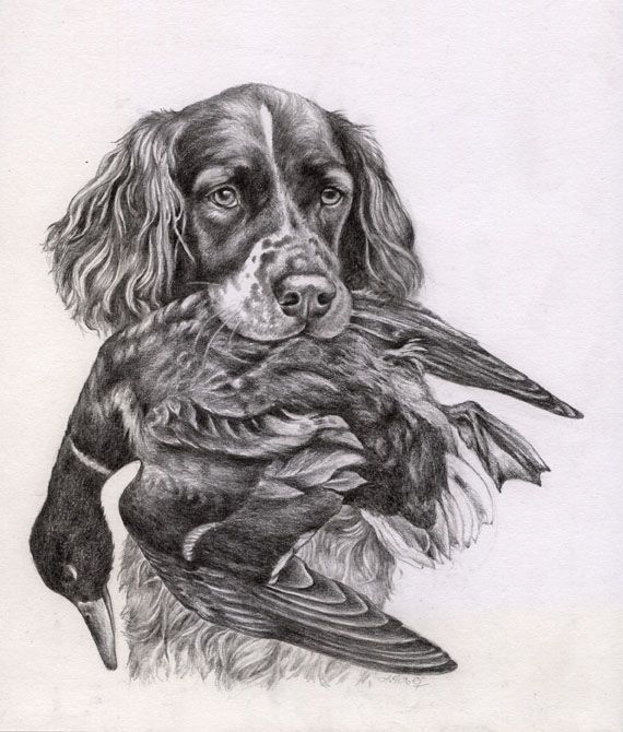 Bleistiftzeichnung: naturalistisches Portrait eines Jagdhundes mit Beute