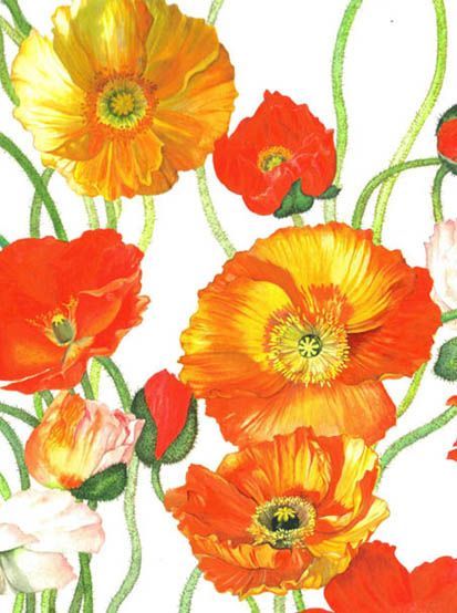 Irischer Mohn in Gelb- und Orange-Tönen, detailreiche Aquarellmalerei in naturalistischem Stil