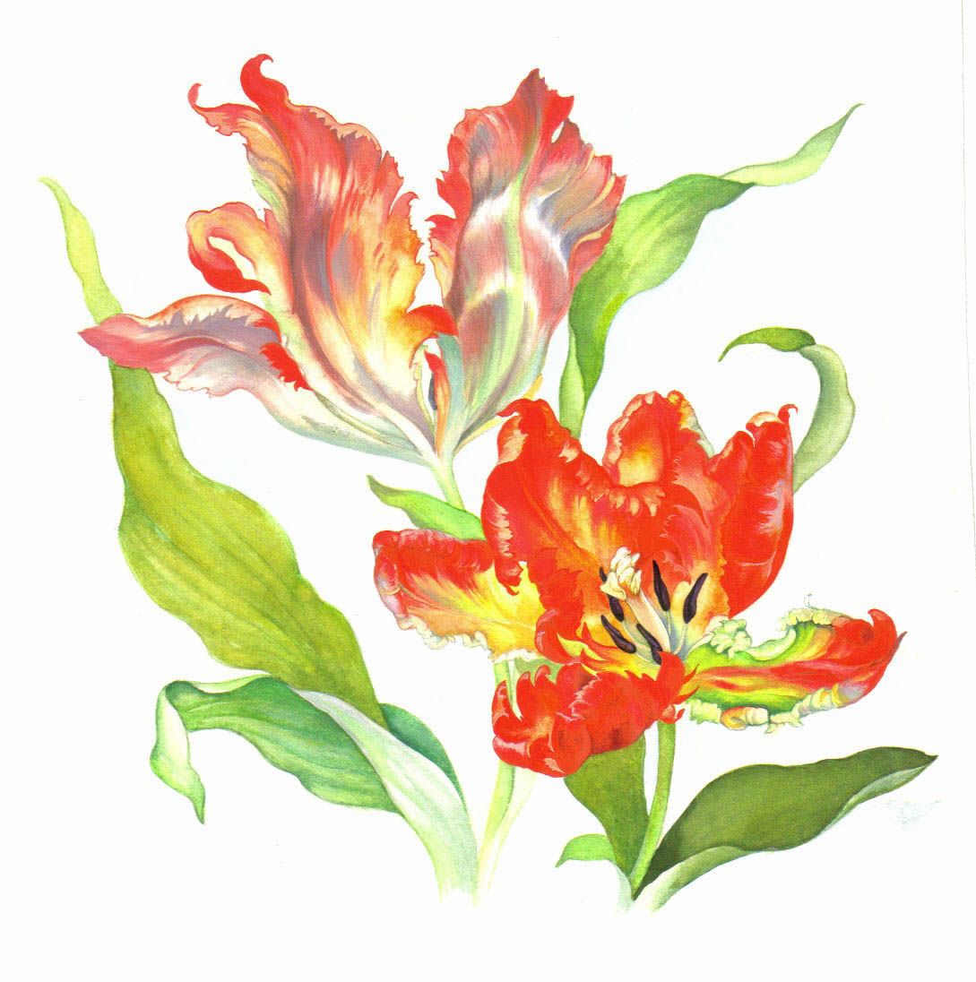 Papageientulpen in Gelb- und Orange-Tönen, detailreiche Aquarellmalerei in naturalistischem Stil