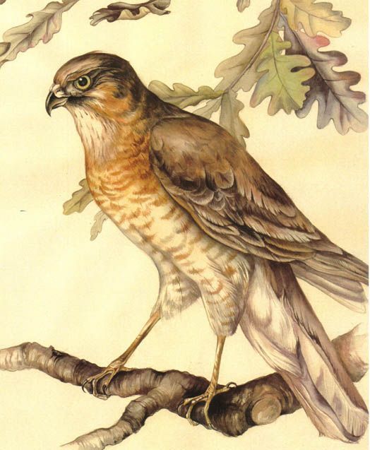 Aquarell: Falke auf Ast, warme Farbigkeit, klassischer, naturalister Stil