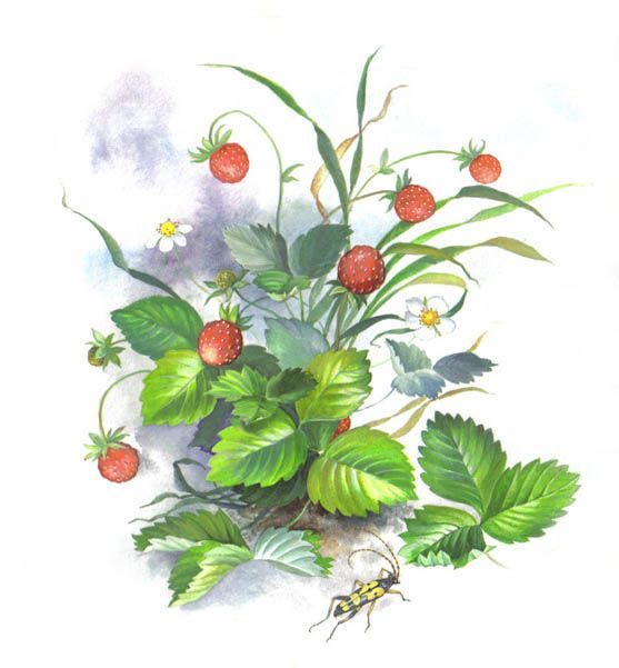 Aquarellmalerei: Walderdbeeren und ein Käfer, naturalistisch