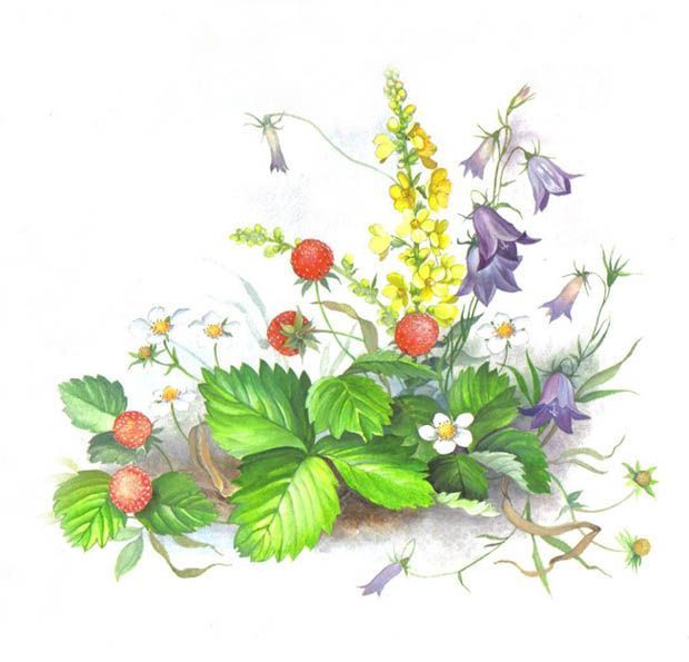 Aquarellmalerei: naturalistische Pflanzen, wie Walderdbeeren, Glockenblumen und Königskerze als Wiesenstück arrangiert, naturalistisch