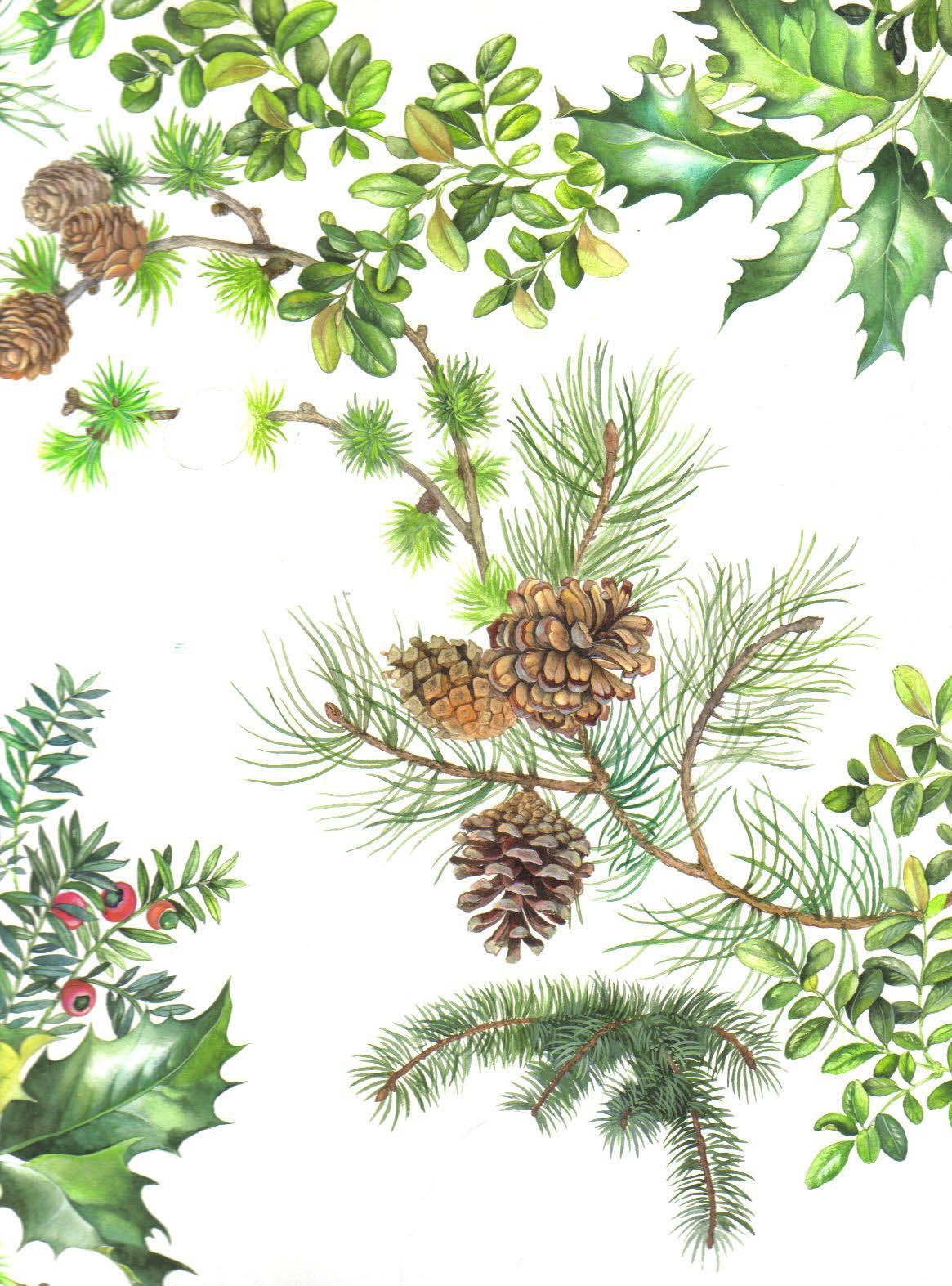 detailreiche Illustration: verschiedene Zweige von Lärche, Buchs und Kiefer samt Zapfen, naturalistisch