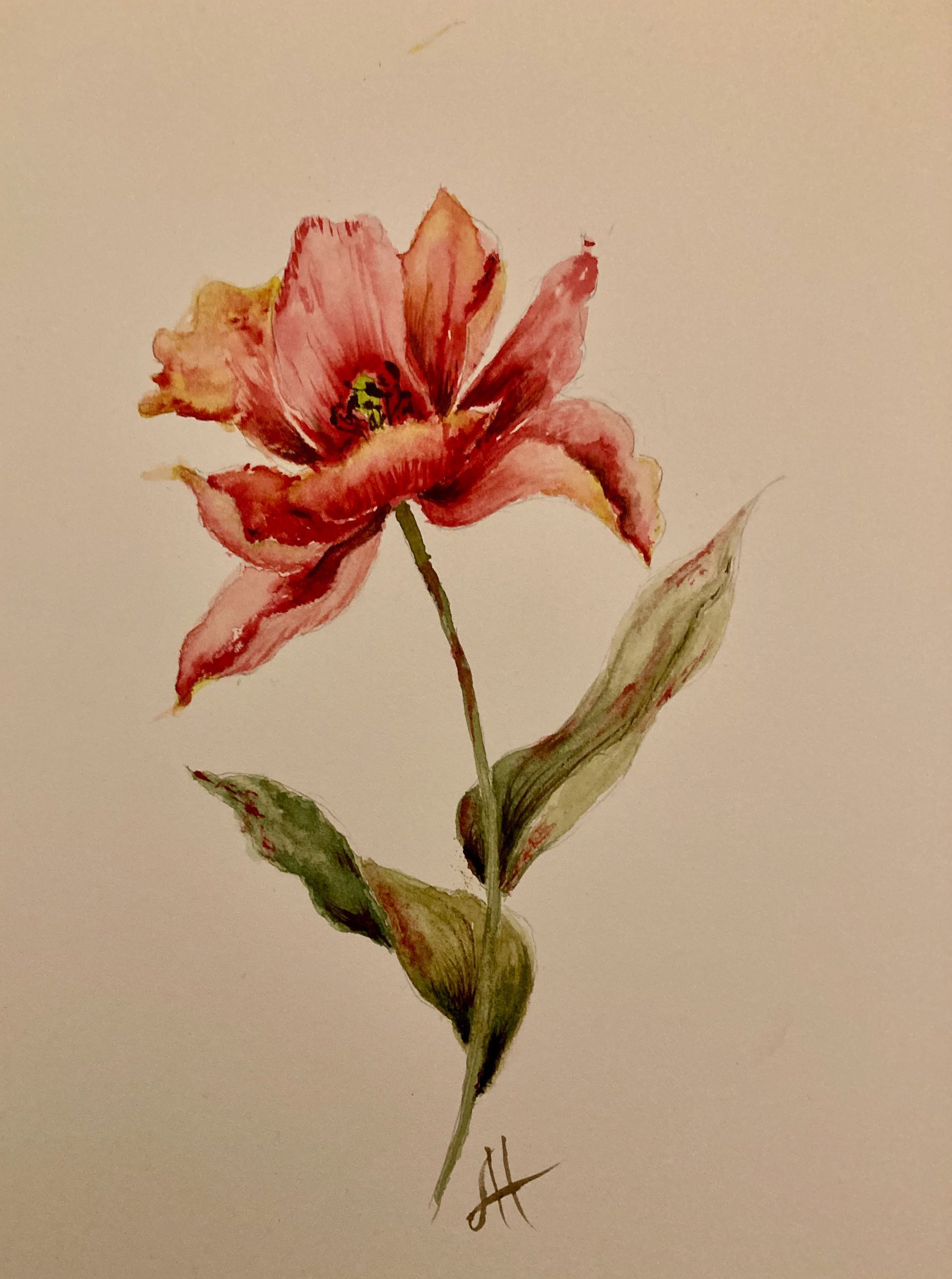 Watercolour painting of a tulip just about to fall apart