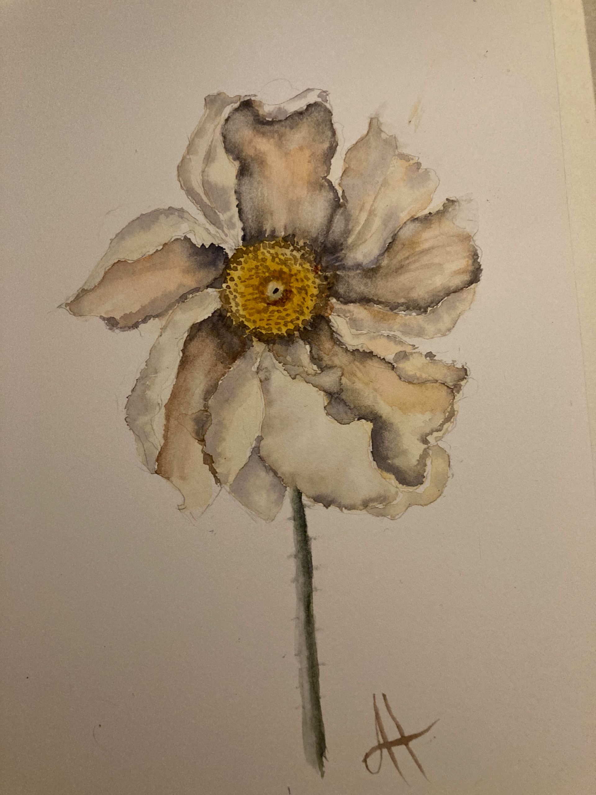 Watercolour painting of a white peace poppy