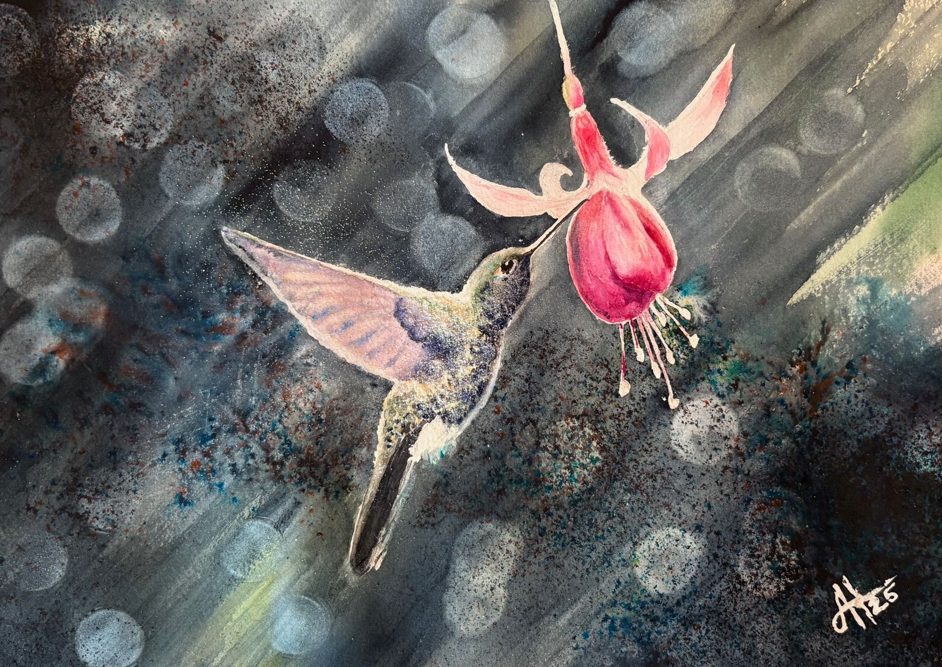 Hummingbird drinking from fushcia against dark background