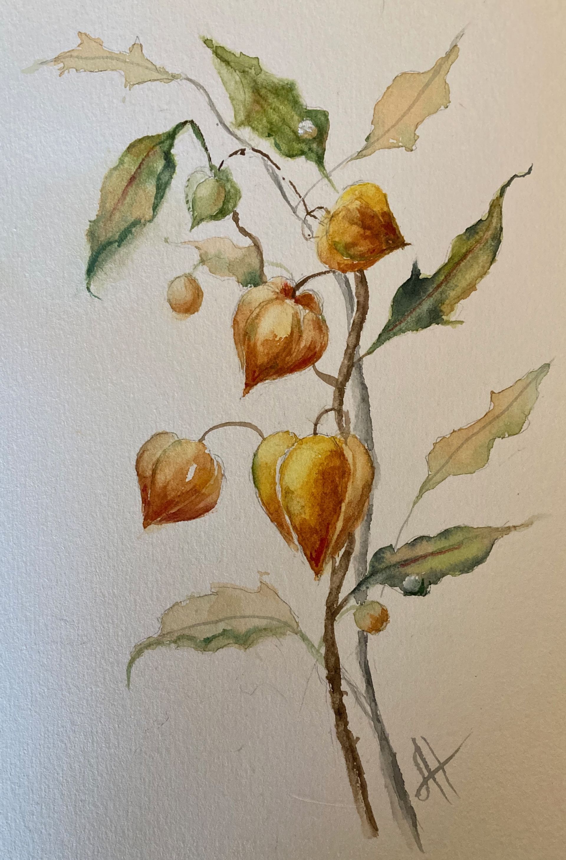 Watercolour painting of Physalis