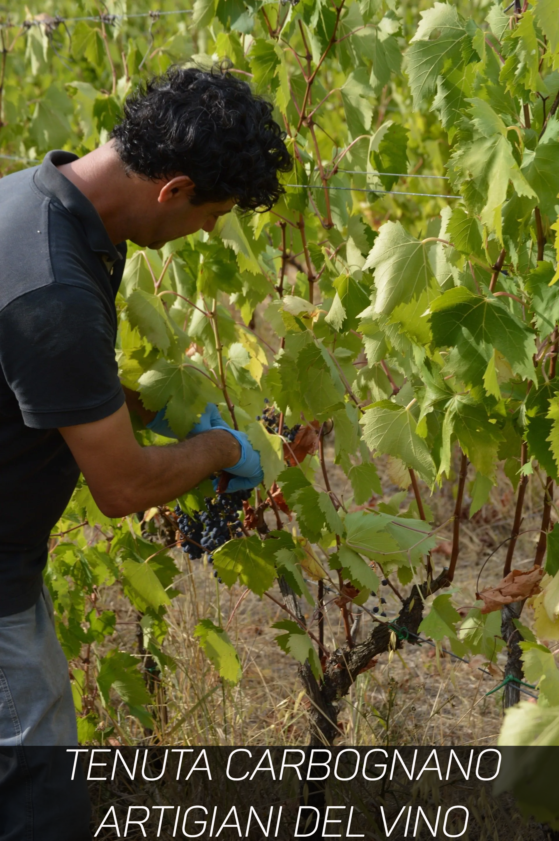 Tenuta Carbognano Artigiani del vino