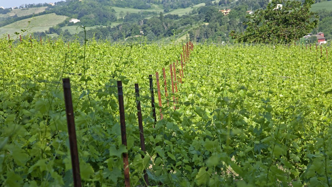 La ricerca della perfezione passa anche dai vigneti a Tenuta Carbognano