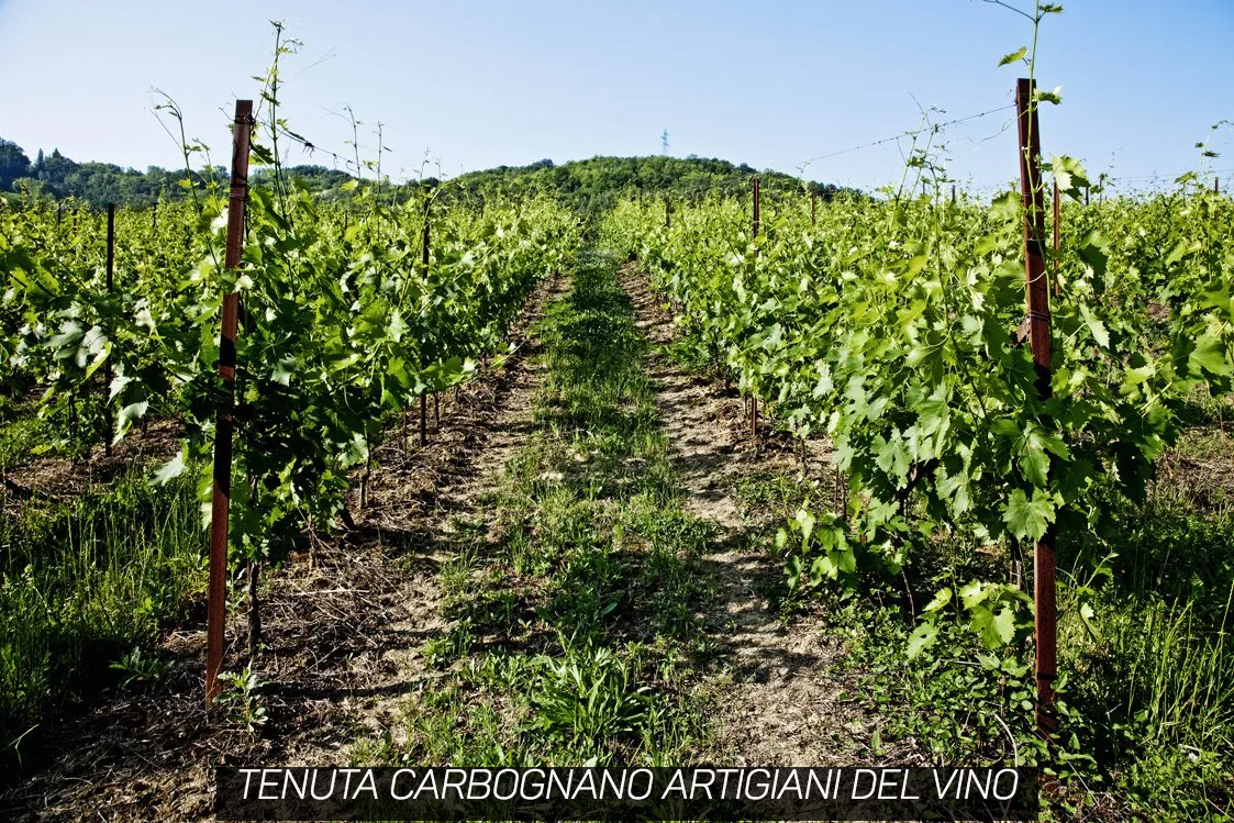I filari stretti di Tenuta Carbognano